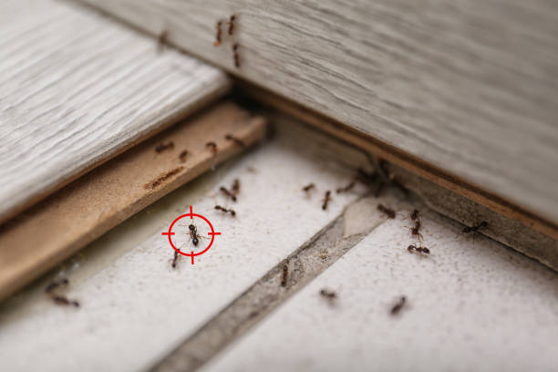 Best Pest Inspection Near Me  in Stony Point, MI